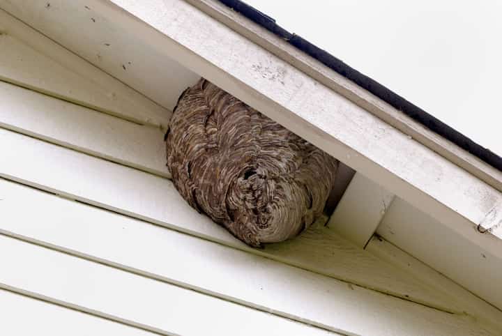 jacksonville beach pest control